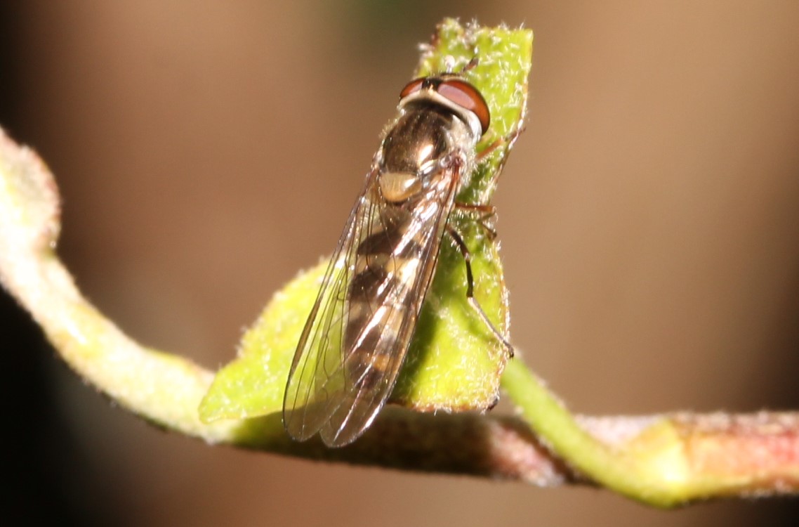 Meliscaeva auricollis, Spotted Thintail